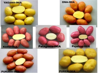Aplicaciones moleculares al mejoramiento genético de papa