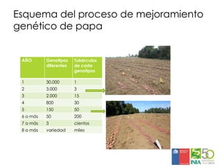 Aplicaciones moleculares al mejoramiento genético de papa