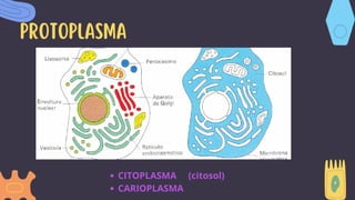 Presentación_Ciencia_Biología_Células_Orgánico_Ilustrado_Infantil.pdf