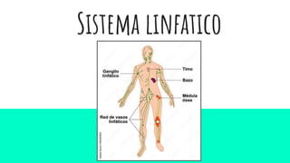 Sistema linfatico
 