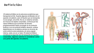 Definición:
.El sistema linfático es la estructura anatómica que
transporta la linfa. Guarda algunas similitudes con el
aparato circulatorio, pero el líquido que se transporta
no es sangre, sino linfa. No es un sistema cerrado,
se inicia en los tejidos corporales, continúa por los
vasos linfáticos que aumentan de tamaño
progresivamente hasta converger en el conducto
torácico o en el conducto linfático derecho, ambos
desembocan en el sistema venoso en el punto de
unión entre la vena subclavia y la vena yugular
interna, cada uno en un lado. El sistema linfático
constituye la segunda red de transporte de líquidos
corporales, algunos autores lo consideran como
una parte del aparato circulatorio.
 