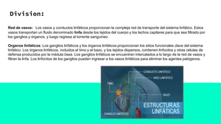 Division:
Red de vasos: Los vasos y conductos linfáticos proporcionan la compleja red de transporte del sistema linfático. Estos
vasos transportan un fluido denominado linfa desde los tejidos del cuerpo y los lechos capilares para que sea filtrado por
los ganglios y órganos, y luego regresa al torrente sanguíneo.
Organos linfaticos: Los ganglios linfáticos y los órganos linfáticos proporcionan los sitios funcionales clave del sistema
linfático. Los órganos linfáticos, incluidos el timo y el bazo, y los tejidos dispersos, contienen linfocitos y otras células de
defensa producidos por la médula ósea. Los ganglios linfáticos se encuentran intercalados a lo largo de la red de vasos y
filtran la linfa. Los linfocitos de los ganglios pueden ingresar a los vasos linfáticos para eliminar los agentes patógenos.
 