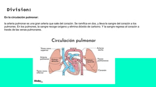 Division:
En la circulación pulmonar:
la arteria pulmonar es una gran arteria que sale del corazón. Se ramifica en dos, y lleva la sangre del corazón a los
pulmones. En los pulmones, la sangre recoge oxígeno y elimina dióxido de carbono. Y la sangre regresa al corazón a
través de las venas pulmonares.
 