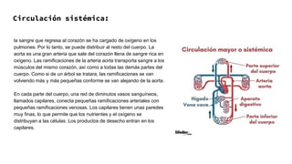 Circulación sistémica:
la sangre que regresa al corazón se ha cargado de oxígeno en los
pulmones. Por lo tanto, se puede distribuir al resto del cuerpo. La
aorta es una gran arteria que sale del corazón llena de sangre rica en
oxígeno. Las ramificaciones de la arteria aorta transporta sangre a los
músculos del mismo corazón, así como a todas las demás partes del
cuerpo. Como si de un árbol se tratara, las ramificaciones se van
volviendo más y más pequeñas conforme se van alejando de la aorta.
En cada parte del cuerpo, una red de diminutos vasos sanguíneos,
llamados capilares, conecta pequeñas ramificaciones arteriales con
pequeñas ramificaciones venosas. Los capilares tienen unas paredes
muy finas, lo que permite que los nutrientes y el oxígeno se
distribuyan a las células. Los productos de desecho entran en los
capilares.
 