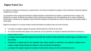 Importancia:
Su sistema circulatorio es vital para su supervivencia. Su función es distribuir la sangre y otros nutrientes a todos los órganos
y tejidos de tu cuerpo.
Los pequeños vasos sanguíneos llamados capilares facilitan el intercambio de oxígeno y nutrientes entre la sangre y las
células de su cuerpo. El dióxido de carbono y otros productos de desecho, que son expulsados ​​de su cuerpo, también se
intercambian a través de sus capilares. Estos diminutos capilares se distribuyen por todo el cuerpo para que puedan llegar a
cada célula.
Sigamos la sangre en un circuito simple a través del sistema circulatorio para ver cómo funciona:
● La sangre sin oxígeno regresa al corazón (el lado derecho) a través de las venas.
● Su corazón bombea esta sangre a los pulmones. En los pulmones, la sangre se deshace del dióxido de carbono y
recoge oxígeno fresco.
● La sangre recién oxigenada regresa al otro lado del corazón (el lado izquierdo), donde luego se bombea hacia
las arterias.
● Finalmente, la sangre entra en los capilares. Aquí, libera oxígeno y nutrientes a los órganos y tejidos de su
cuerpo. Luego recoge dióxido de carbono y otros productos de desecho.
● La sangre sin oxígeno regresa al corazón a través de las venas y el ciclo comienza de nuevo.
 