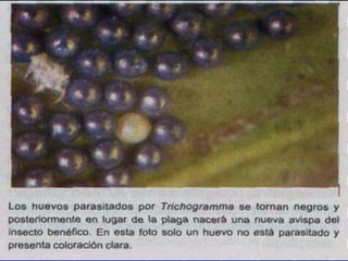 Presentacion Citricos II Ganador