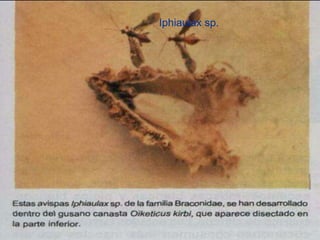 Presentacion Citricos II Ganador