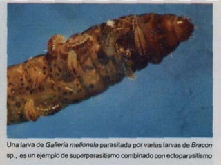 Presentacion Citricos II Ganador