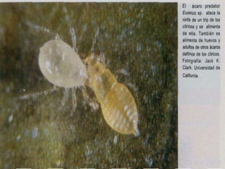 Presentacion Citricos II Ganador