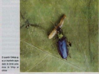 Presentacion Citricos II Ganador