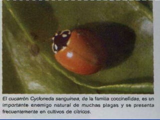 Presentacion Citricos II Ganador