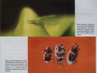 Presentacion Citricos II Ganador