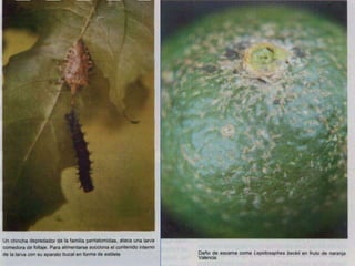 Presentacion Citricos II Ganador