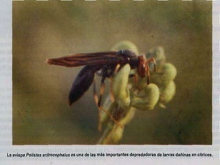 Presentacion Citricos II Ganador