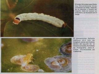 Presentacion Citricos II Ganador