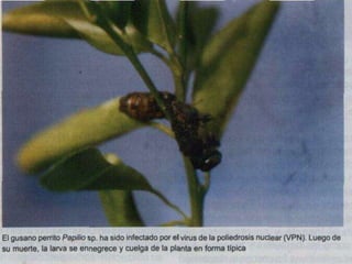 Presentacion Citricos II Ganador