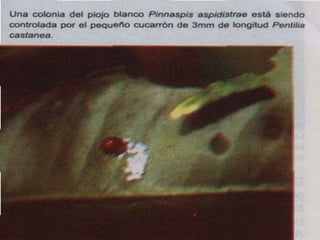 Presentacion Citricos II Ganador