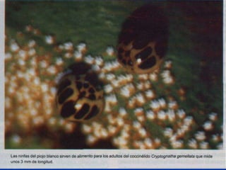 Presentacion Citricos II Ganador