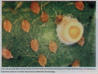 Presentacion Citricos II Ganador