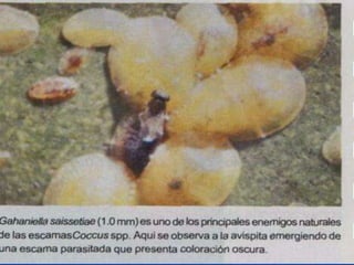 Presentacion Citricos II Ganador