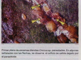 Presentacion Citricos II Ganador