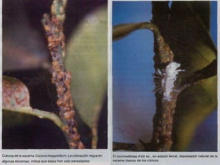 Presentacion Citricos II Ganador