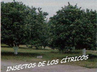 Presentacion Citricos II Ganador