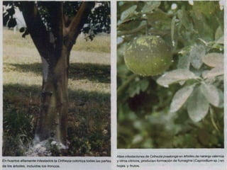 Presentacion Citricos II Ganador