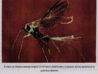 Presentacion Citricos II Ganador