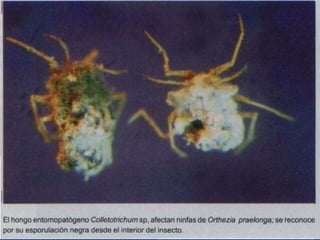 Presentacion Citricos II Ganador