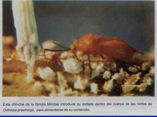 Presentacion Citricos II Ganador