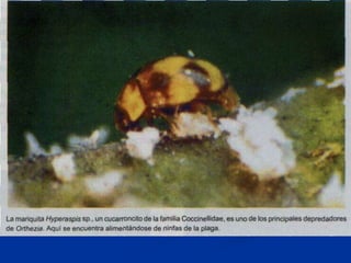 Presentacion Citricos II Ganador