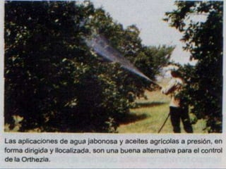 Presentacion Citricos II Ganador