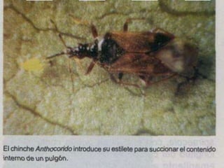 Presentacion Citricos II Ganador