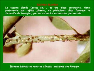 Presentacion Citricos II Ganador