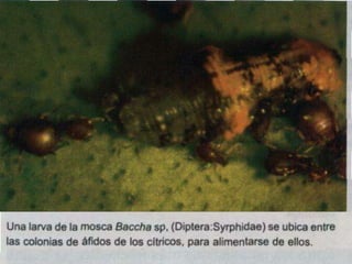 Presentacion Citricos II Ganador