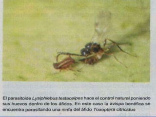 Presentacion Citricos II Ganador