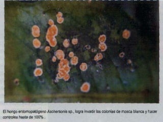 Presentacion Citricos II Ganador