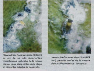 Presentacion Citricos II Ganador