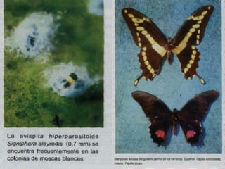 Presentacion Citricos II Ganador