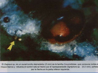 Presentacion Citricos II Ganador