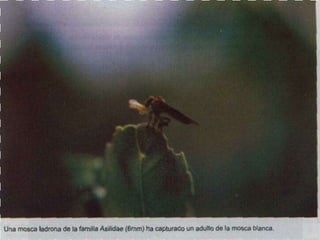 Presentacion Citricos II Ganador