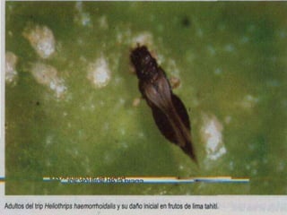 Presentacion Citricos II Ganador