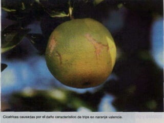 Presentacion Citricos II Ganador