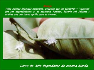 Presentacion Citricos II Ganador