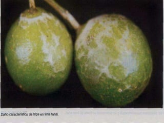 Presentacion Citricos II Ganador