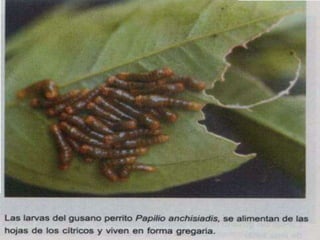 Presentacion Citricos II Ganador