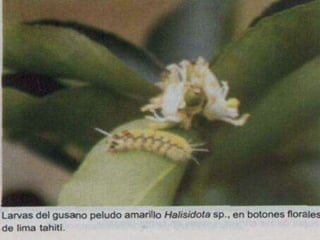 Presentacion Citricos II Ganador