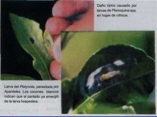 Presentacion Citricos II Ganador