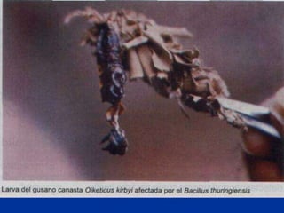 Presentacion Citricos II Ganador